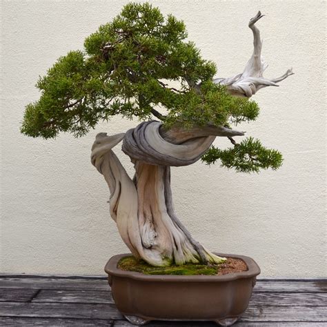 bonsai 意思